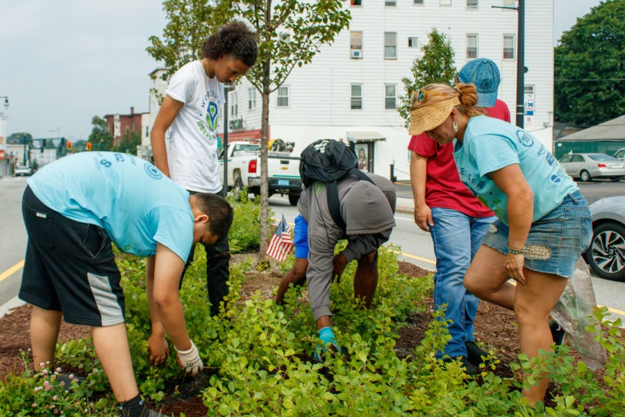 A photo of an adult and teenagers working on one of our pollinator gardens on the median at 8 Grafton Street, in Billing's Square, Worcester. 