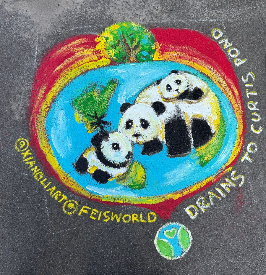 Detailed chalk mural of three pandas sitting on the Earth with trees, framed by a red rainbow arc. Text around the artwork reads “Drains to Curtis Pond.”